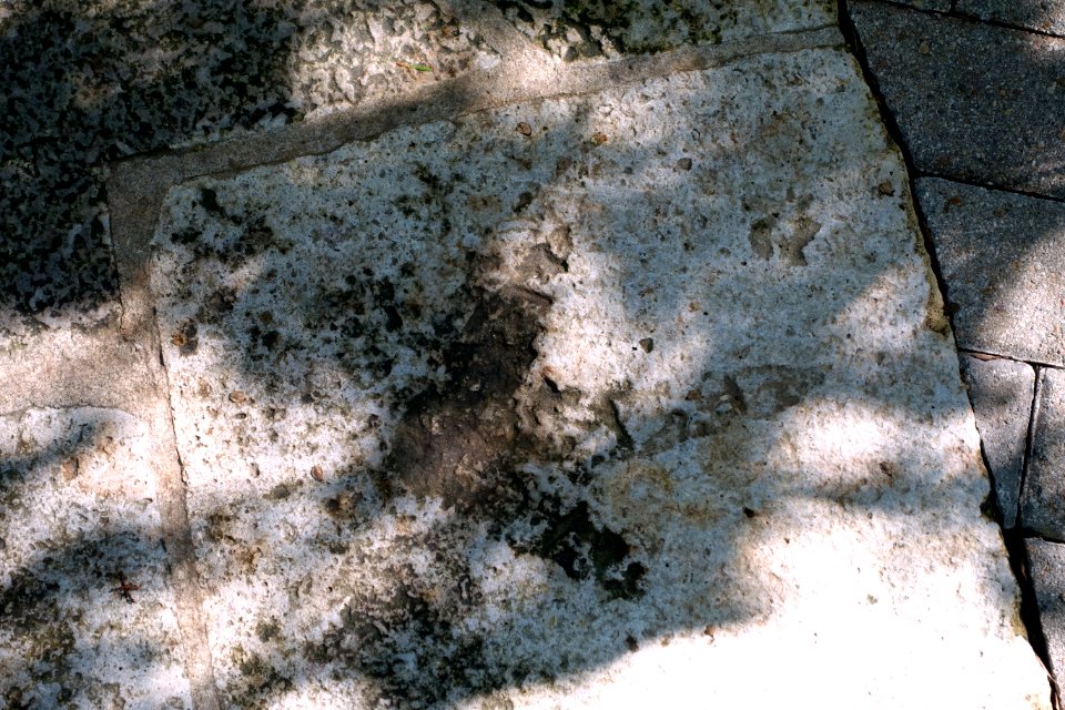 Ornithomimid dinosaur footprint (cast), Cretaceous Period - Hartman Prehistoric Garden - Zilker Botanical Garden - Austin, Texas - DSC08938
