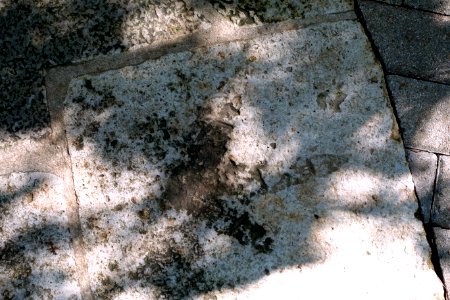 Ornithomimid dinosaur footprint (cast), Cretaceous Period - Hartman Prehistoric Garden - Zilker Botanical Garden - Austin, Texas - DSC08938 photo