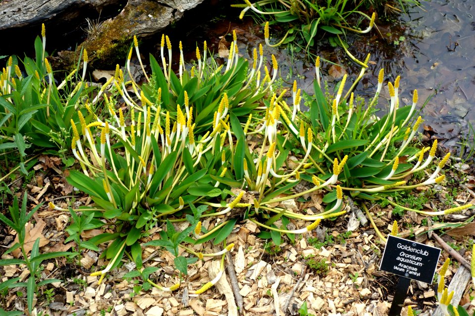 Orontium aquaticum - Jenkins Arboretum - DSC00672