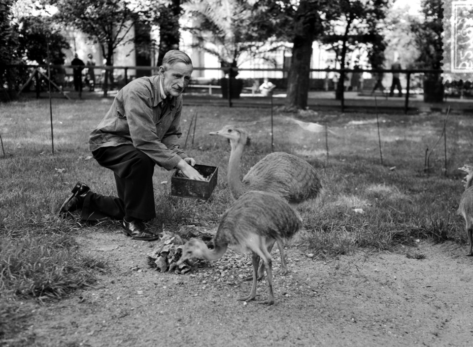 Oppasser Van Keulen 50 jaar in Artis, Bestanddeelnr 905-2783