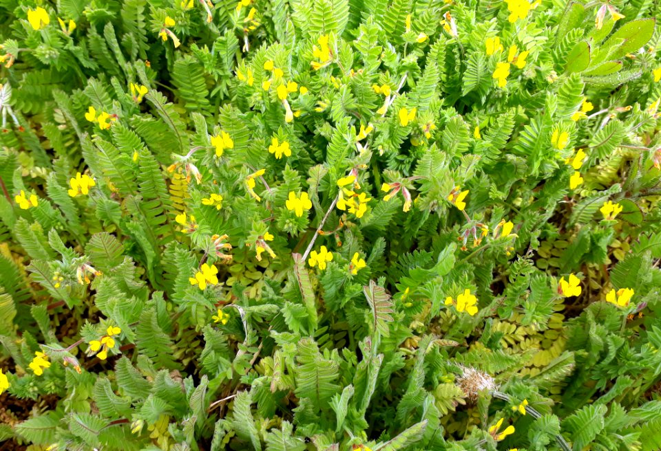 Ornithopus compressus flower (16)