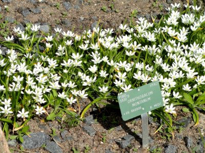 Ornithogalum montanum - Copenhagen Botanical Garden - DSC07492