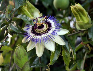 Plant nature paradise