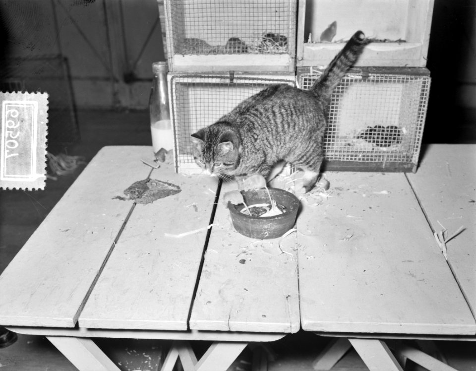 Ornis tentoonstelling (dieren) Apollohal Amsterdam, poes met muizen, Bestanddeelnr 906-9507