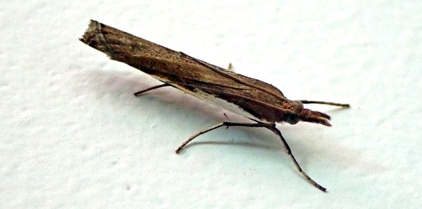 Orocrambus horistes by Peter de Lange