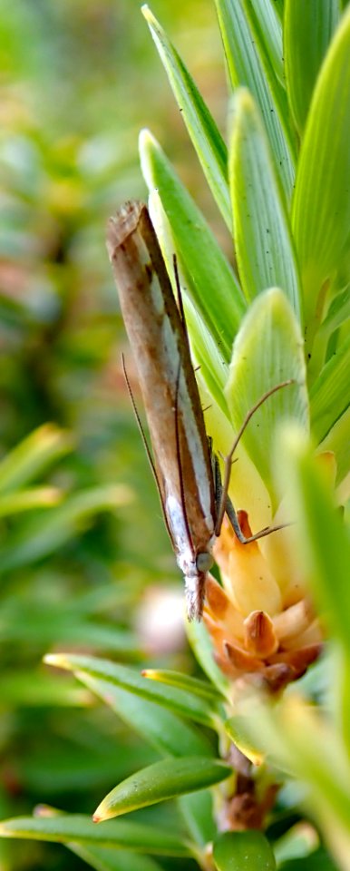 Orocrambus vittellus by Peter de Lange