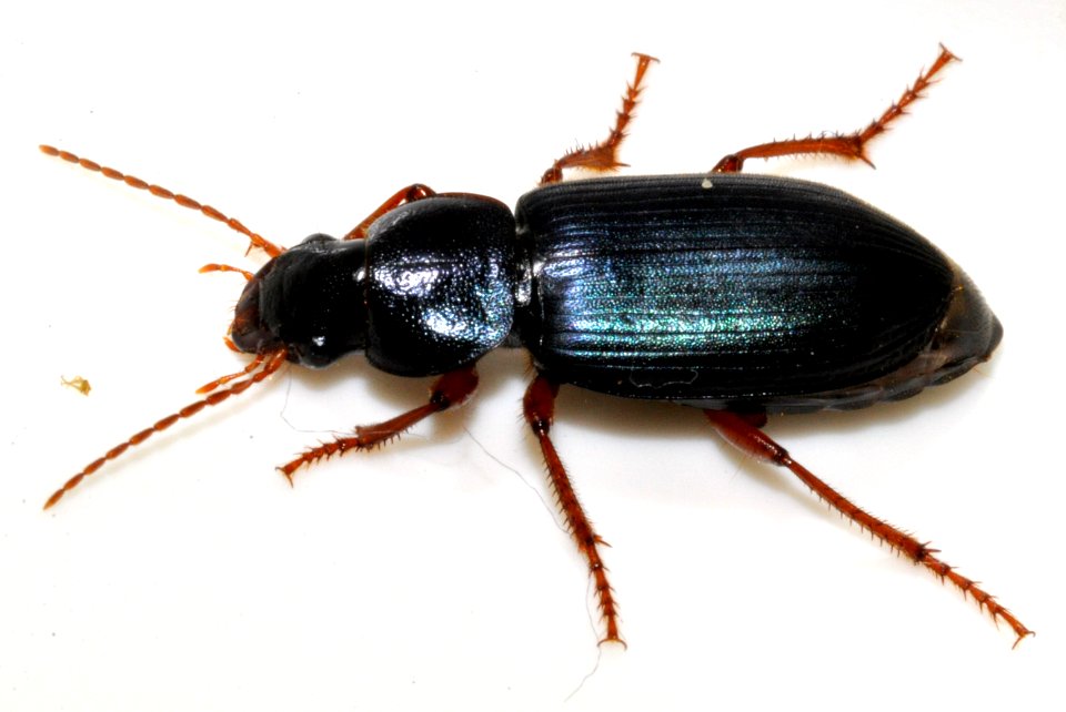 Ophonus-ardosiacus-12-fws