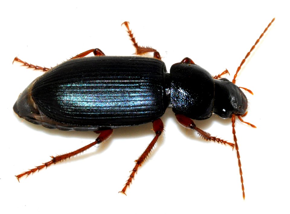 Ophonus-ardosiacus-09-fws
