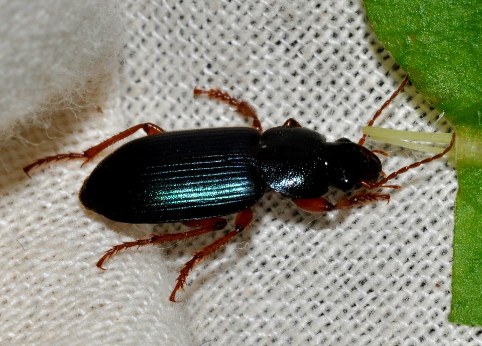 Ophonus-ardosiacus-02-fws