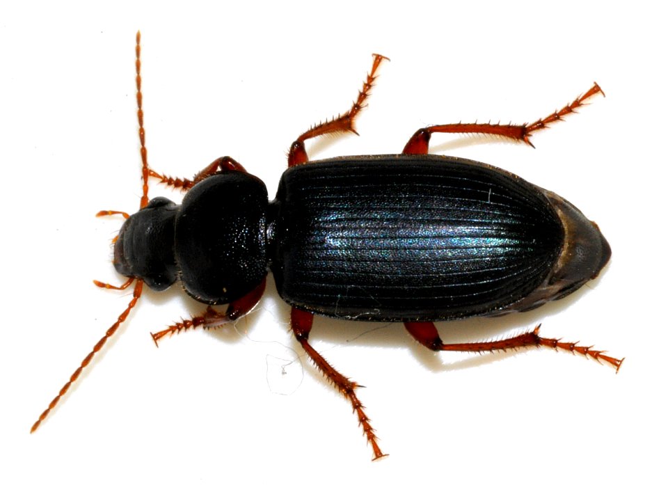 Ophonus-ardosiacus-11-fws