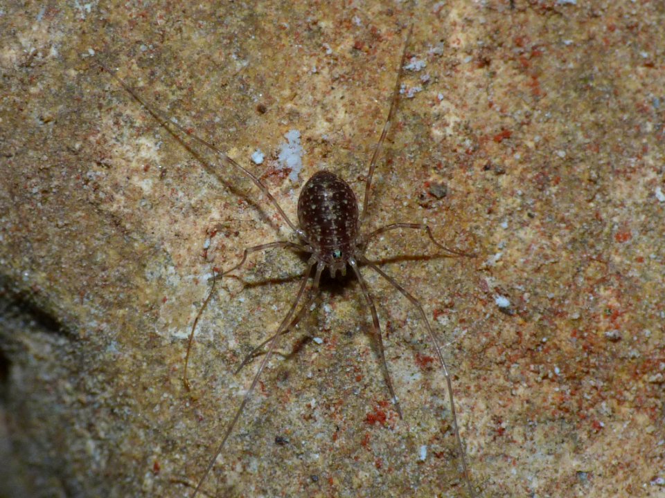 Opilio parietinus Juv - Limburg20130803 0773