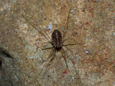 Opilio parietinus Juv - Limburg20130803 0773