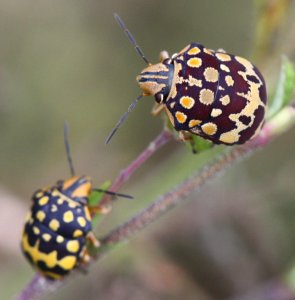 Orsilochides scurrilis 580445