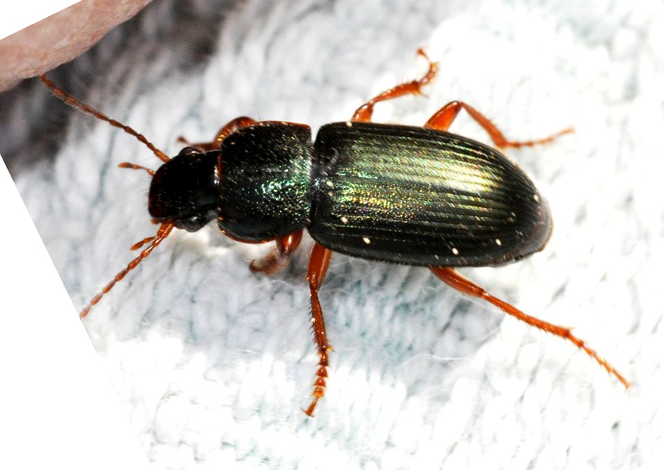 Ophonus-azureus-07-fws