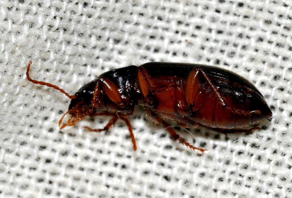 Ophonus-puncticeps-03-fws