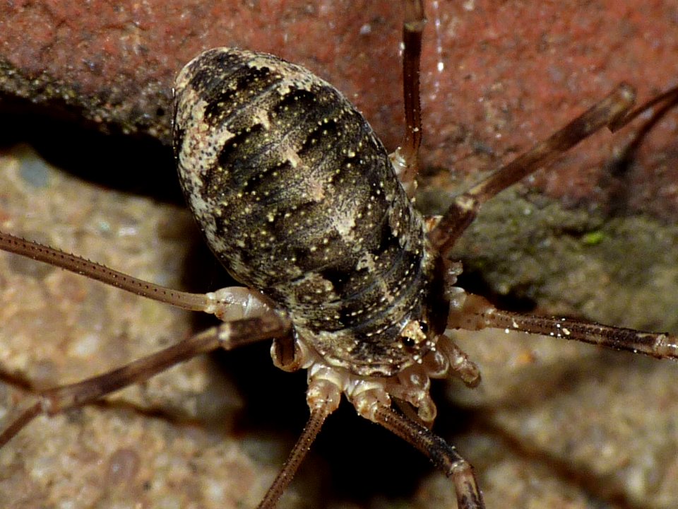 Opilio parietinus F - Limburg20130803 0726crop