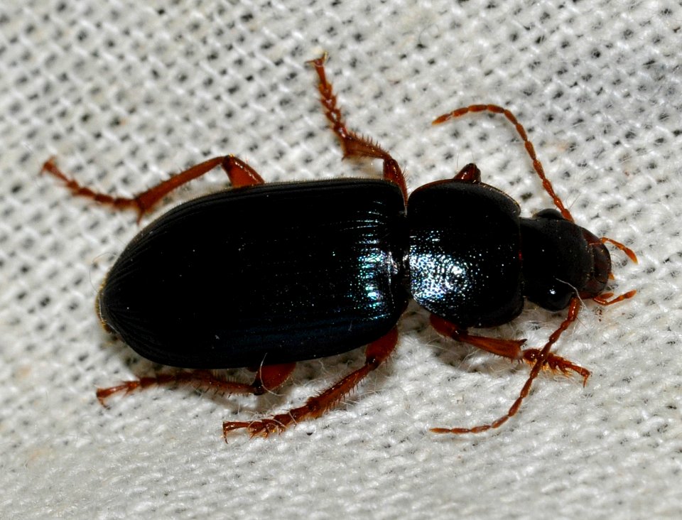 Ophonus-ardosiacus-04-fws