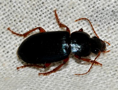 Ophonus-ardosiacus-04-fws
