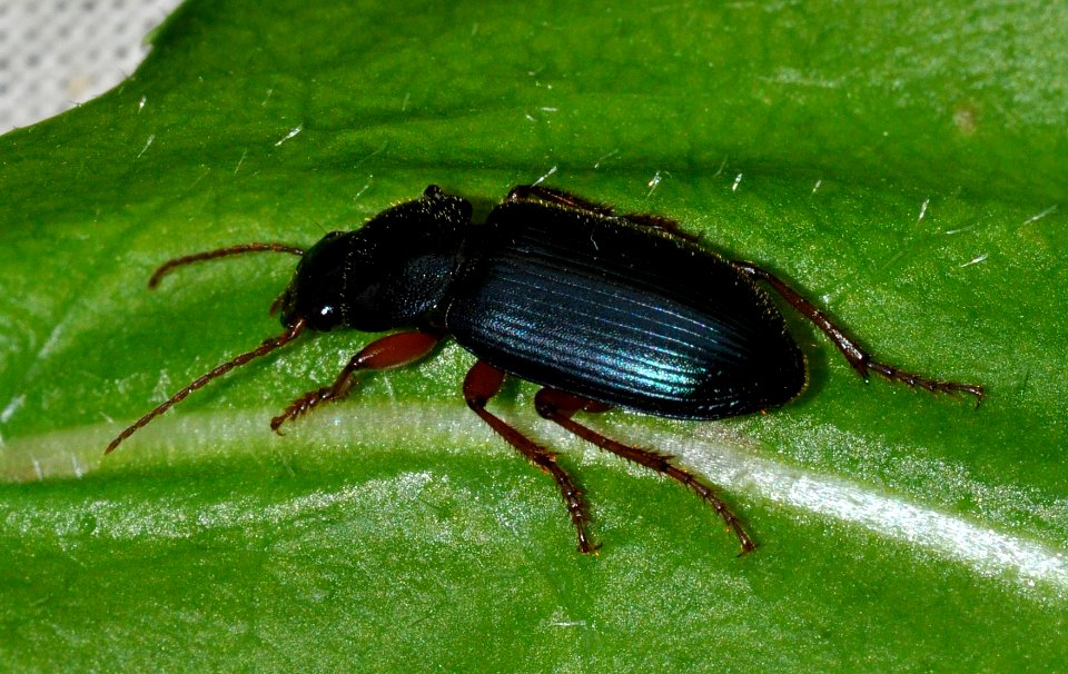 Ophonus-ardosiacus-03-fws