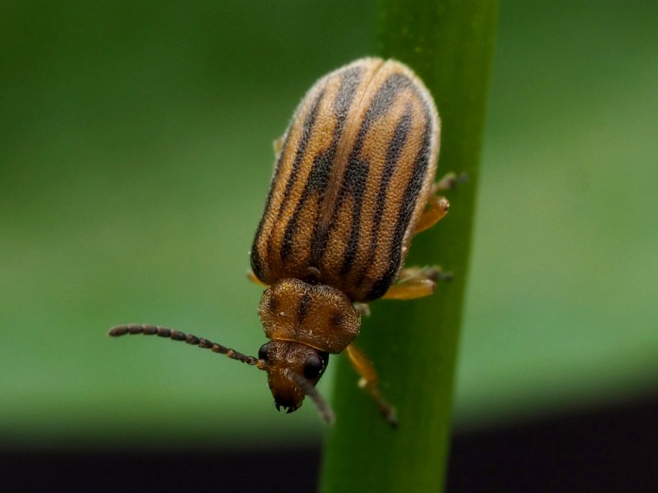 Ophraella communa 100079730