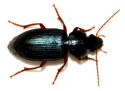 Ophonus-ardosiacus-08-fws