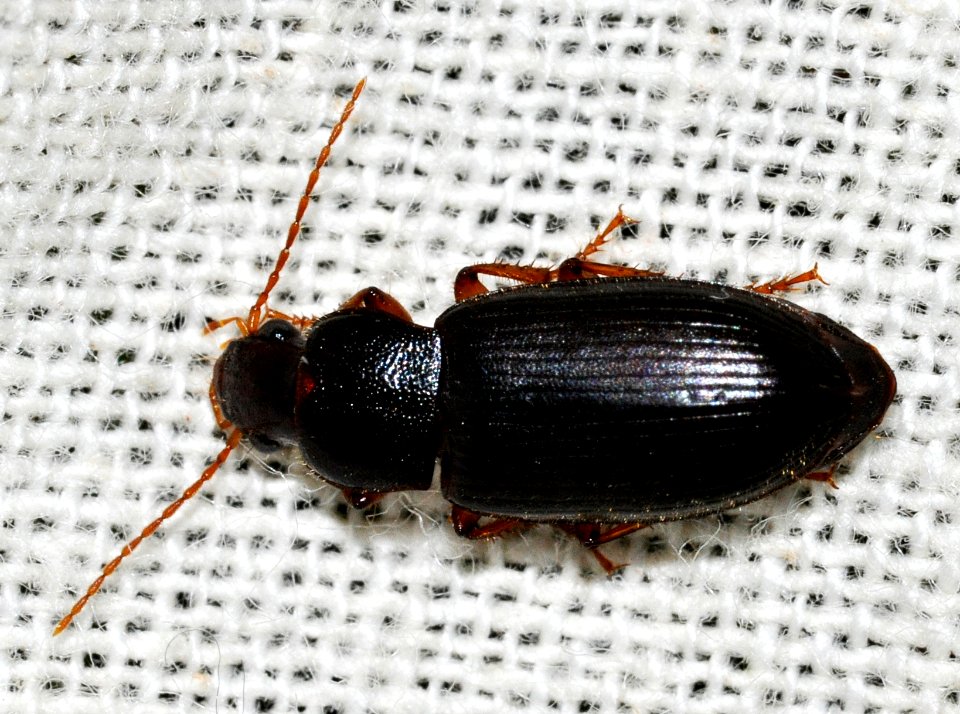 Ophonus-puncticeps-04-fws