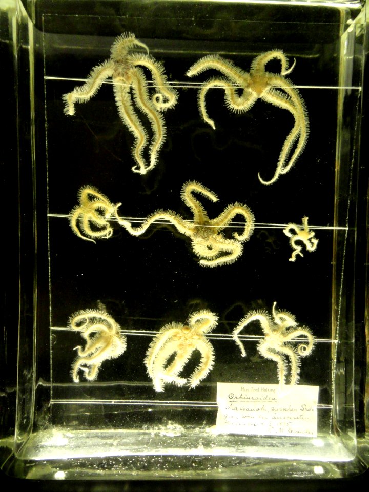 Ophiuroidea - Finnish Museum of Natural History - DSC04670