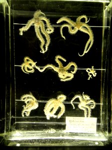 Ophiuroidea - Finnish Museum of Natural History - DSC04670