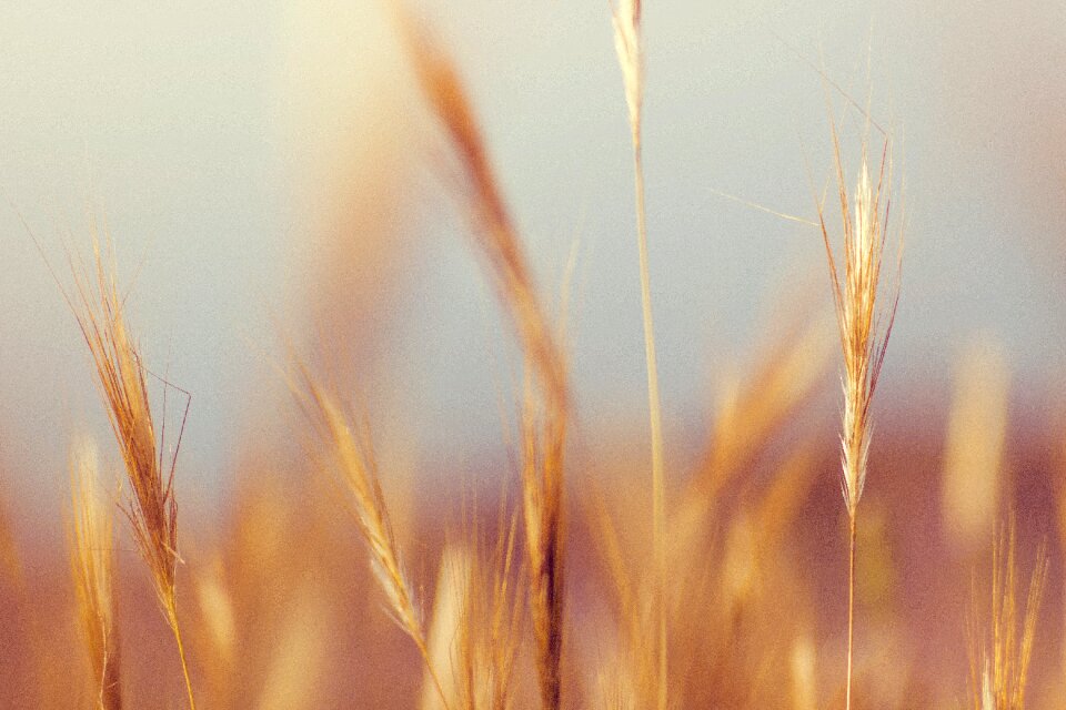 Plant brown grass brown plant