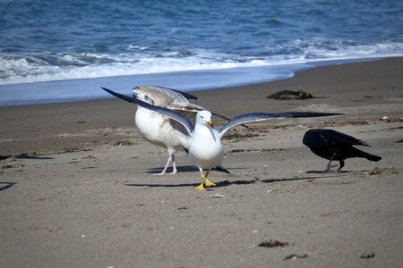 Wave sea gull seagull