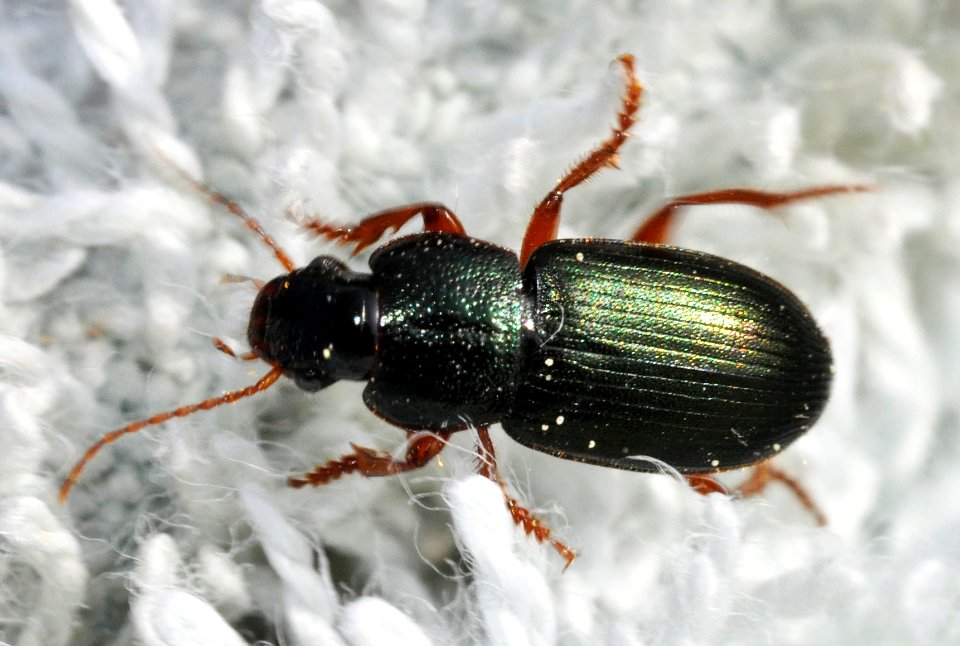 Ophonus-azureus-01-fws