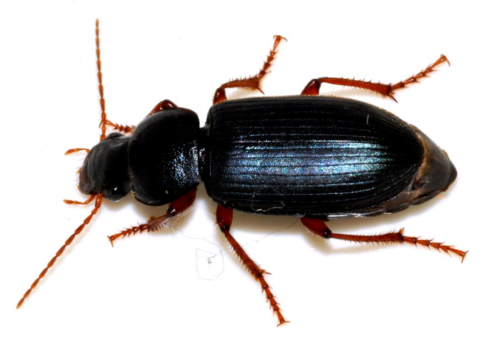 Ophonus-ardosiacus-10-fws