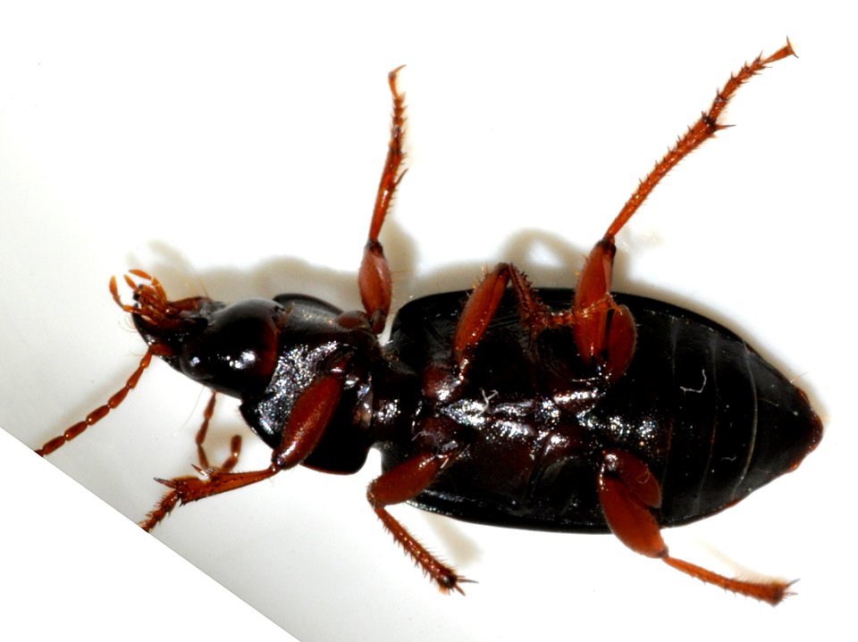 Ophonus-ardosiacus-07-fws