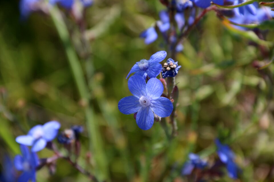 Flower plant nature