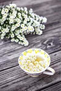 Cup flora flowers photo