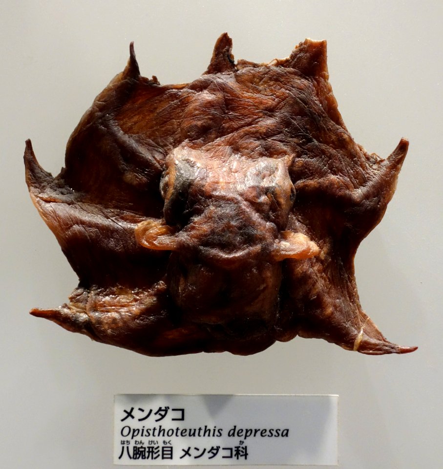 Opisthoteuthis depressa - National Museum of Nature and Science, Tokyo - DSC07566