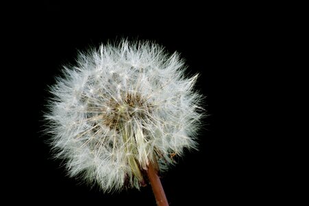 Cotton wild flowers dandelion