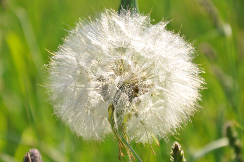 Nature white egret dandelion
