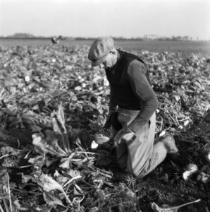 Opnamen van de nieuwe suikerbietenoogst, Bestanddeelnr 900-9680