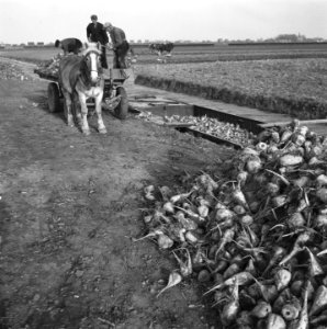 Opnamen van de nieuwe suikerbietenoogst, Bestanddeelnr 900-9684