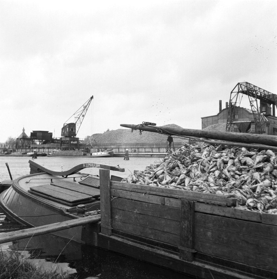 Opnamen van de nieuwe suikerbietenoogst, Bestanddeelnr 900-9674