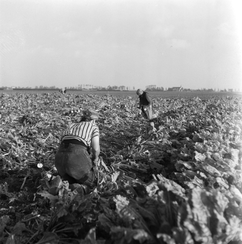 Opnamen van de nieuwe suikerbietenoogst, Bestanddeelnr 900-9678