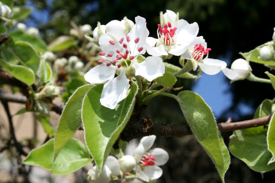 Flowers spring awakening plant