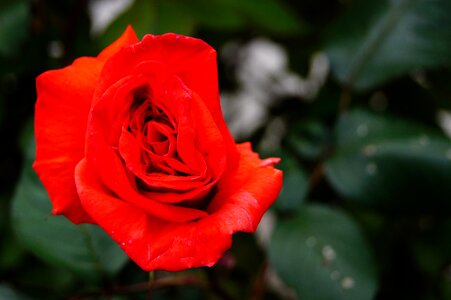 Red heart rosebush