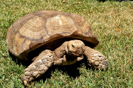 Turtles african turtle shell