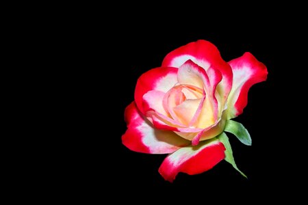 Rose red white black background photo