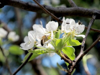 Spring nature bee on flower photo