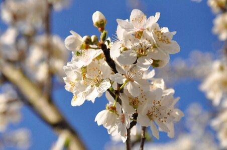 Flowering tree nature photo