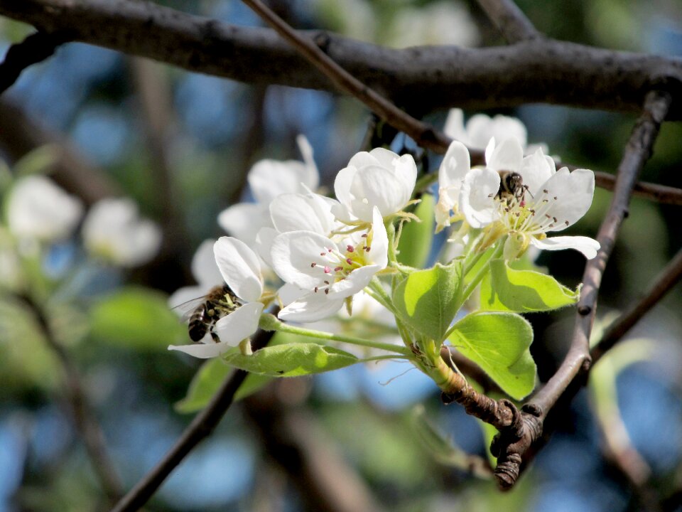 Spring nature bee on flower
