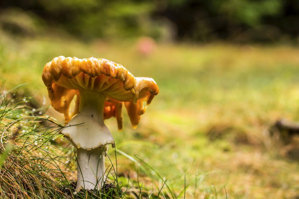 Forest meadow toxic mushroom